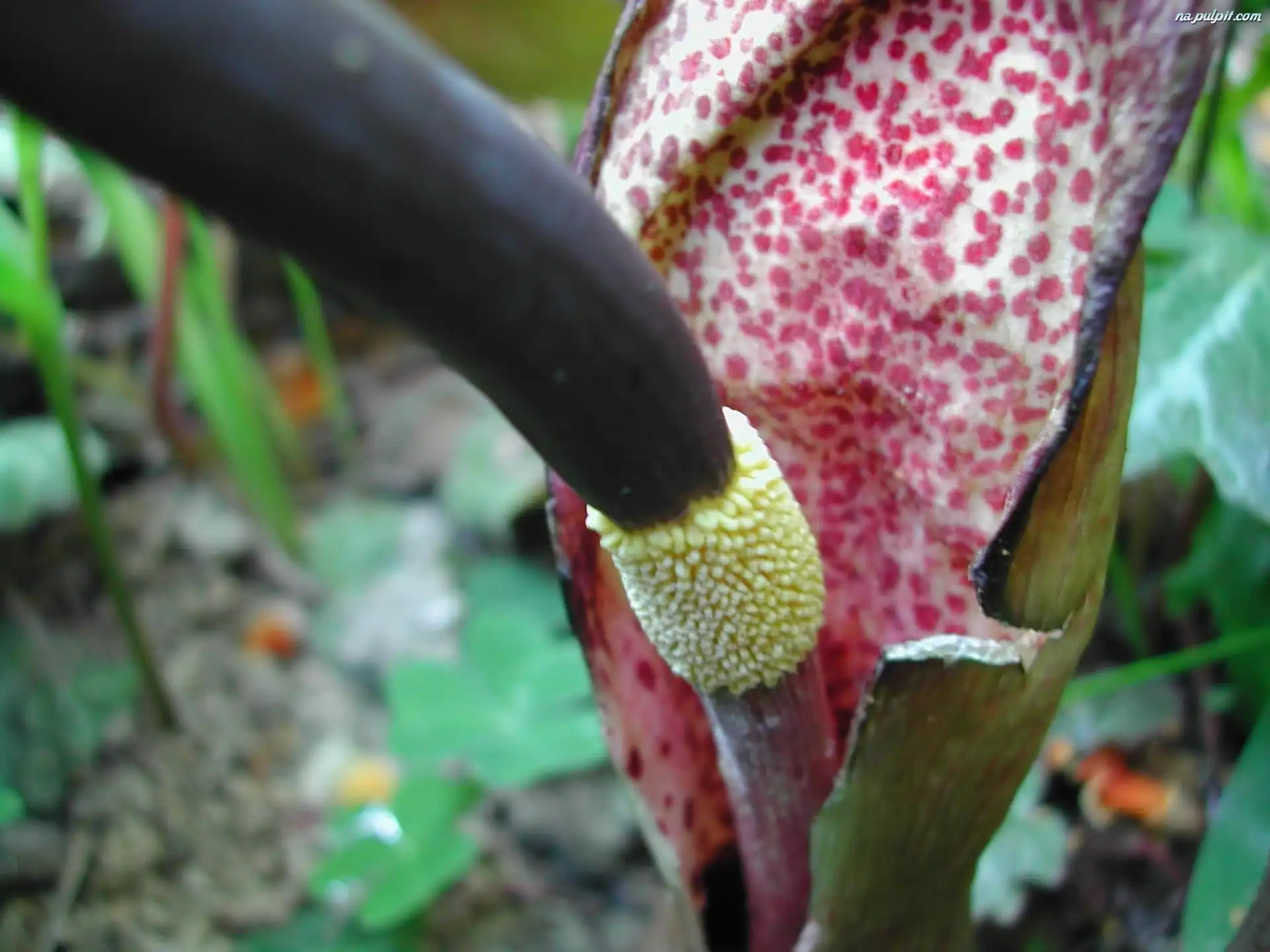 arum cornutum